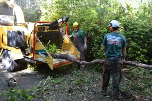 tree services Ormond Beach